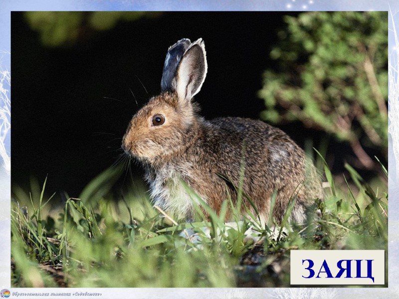 Это что за зверь лесной Встал, как столбик, под сосной И стоит среди травы,